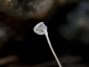  ( - FDS-CA-03810)  @11 [ ] by-nc (2024) Stu Pickell Fungal Diversity Survey