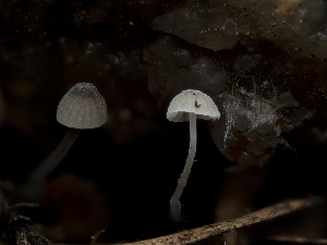  (Mycena querciphila - FDS-CA-03810)  @11 [ ] by-nc (2024) Stu Pickell Fungal Diversity Survey