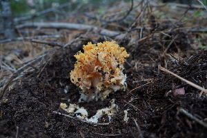  ( - FDS-CA-04219)  @11 [ ] by-nc (2024) Fresno Mycology Society Fungal Diversity Survey