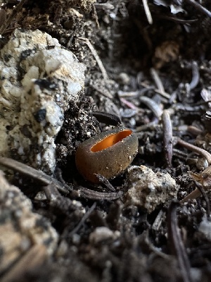  ( - FDS-CA-01658)  @11 [ ] c (2024) Rudy Diaz Fungal Diversity Survey