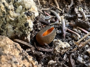  ( - FDS-CA-01658)  @11 [ ] c (2024) Rudy Diaz Fungal Diversity Survey