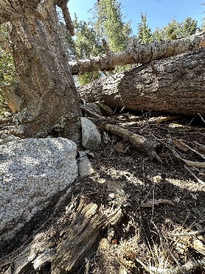  ( - FDS-CA-01658)  @11 [ ] c (2024) Rudy Diaz Fungal Diversity Survey