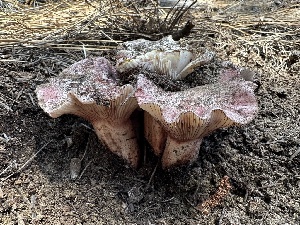  ( - FDS-CA-01674)  @11 [ ] c (2024) Rudy Diaz Fungal Diversity Survey