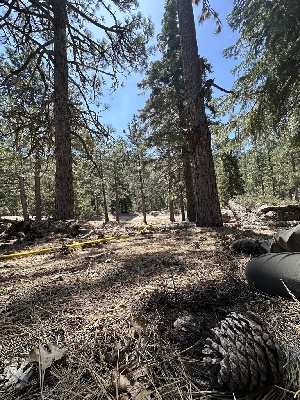  ( - FDS-CA-01674)  @11 [ ] c (2024) Rudy Diaz Fungal Diversity Survey
