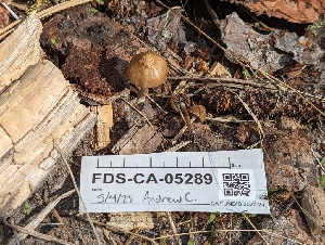  ( - FDS-CA-05289)  @11 [ ] c (2024) Andrew Claassen Fungal Diversity Survey