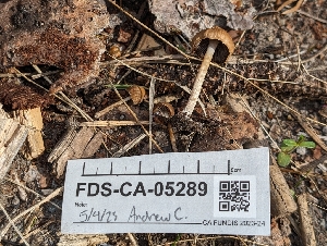  ( - FDS-CA-05289)  @11 [ ] c (2024) Andrew Claassen Fungal Diversity Survey