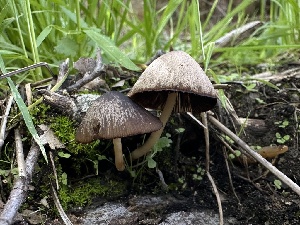  (Psathyrella sp. IN08 - FDS-CA-01673)  @11 [ ] c (2024) Rudy Diaz Fungal Diversity Survey