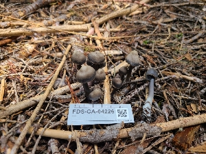  (Mycena sp. CA23 - FDS-CA-04226)  @11 [ ] by-nc (2024) Fresno Mycology Society Fungal Diversity Survey