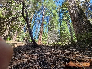  ( - FDS-CA-04226)  @11 [ ] by-nc (2024) Fresno Mycology Society Fungal Diversity Survey