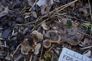  ( - FDS-CA-04220)  @11 [ ] by-nc (2024) Fresno Mycology Society Fungal Diversity Survey