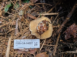  (Clitopaxillus sp. PNW01 - FDS-CA-04227)  @11 [ ] by-nc (2024) Fresno Mycology Society Fungal Diversity Survey