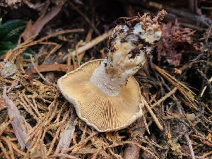 ( - FDS-CA-04227)  @11 [ ] by-nc (2024) Fresno Mycology Society Fungal Diversity Survey