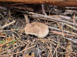  ( - FDS-CA-04227)  @11 [ ] by-nc (2024) Fresno Mycology Society Fungal Diversity Survey