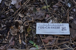  (Coltricia sp. confluens-AZ01 - FDS-CA-04220)  @11 [ ] by-nc (2024) Fresno Mycology Society Fungal Diversity Survey