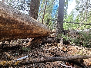  ( - FDS-CA-04228)  @11 [ ] by-nc (2024) Fresno Mycology Society Fungal Diversity Survey