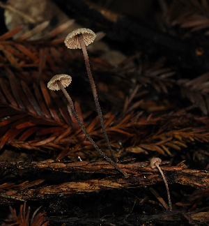  (Paragymnopus sequoiae - FDS-CA-03369)  @11 [ ] by (2024) Justin Paulin Fungal Diversity Survey