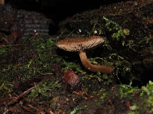  ( - FDS-CA-04691)  @11 [ ] by (2024) Justin Paulin Fungal Diversity Survey
