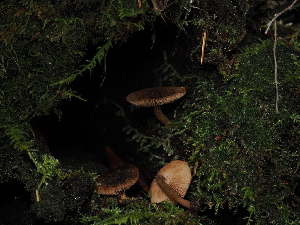  ( - FDS-CA-04691)  @11 [ ] by (2024) Justin Paulin Fungal Diversity Survey