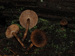  ( - FDS-CA-04691)  @11 [ ] by (2024) Justin Paulin Fungal Diversity Survey
