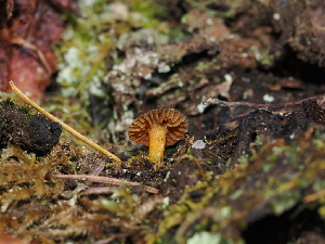  ( - FDS-CA-03380)  @11 [ ] by (2024) Justin Paulin Fungal Diversity Survey