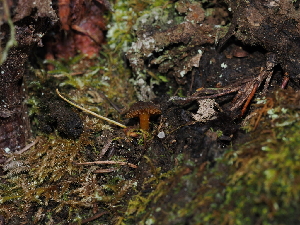  ( - FDS-CA-03380)  @11 [ ] by (2024) Justin Paulin Fungal Diversity Survey