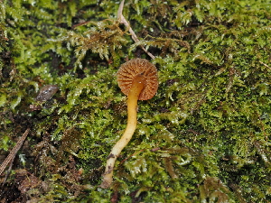  ( - FDS-CA-03380)  @11 [ ] by (2024) Justin Paulin Fungal Diversity Survey