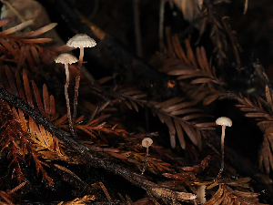  ( - FDS-CA-03369)  @11 [ ] by (2024) Justin Paulin Fungal Diversity Survey