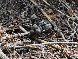  ( - FDS-CA-04226)  @11 [ ] by-nc (2024) Fresno Mycology Society Fungal Diversity Survey