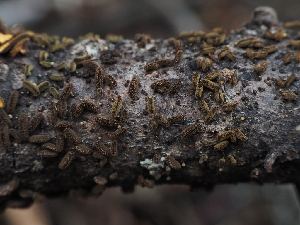  ( - FDS-CA-04228)  @11 [ ] by-nc (2024) Fresno Mycology Society Fungal Diversity Survey