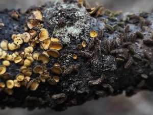 ( - FDS-CA-04228)  @11 [ ] by-nc (2024) Fresno Mycology Society Fungal Diversity Survey