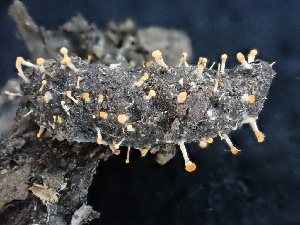  ( - FDS-CA-02340)  @11 [ ] by-nc (2024) Jaren Hockert Fungal Diversity Survey