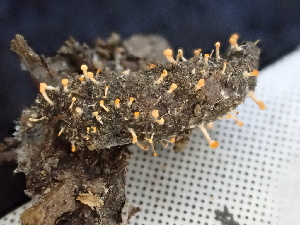  ( - FDS-CA-02340)  @11 [ ] by-nc (2024) Jaren Hockert Fungal Diversity Survey
