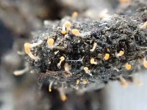  ( - FDS-CA-02340)  @11 [ ] by-nc (2024) Jaren Hockert Fungal Diversity Survey