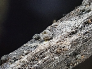  ( - FDS-CA-02339)  @11 [ ] by-nc (2024) Jaren Hockert Fungal Diversity Survey
