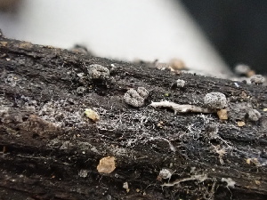  (Crocicreas sp. CA06 - FDS-CA-02339)  @11 [ ] by-nc (2024) Jaren Hockert Fungal Diversity Survey