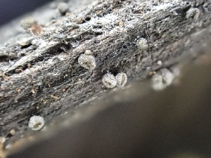  ( - FDS-CA-02339)  @11 [ ] by-nc (2024) Jaren Hockert Fungal Diversity Survey
