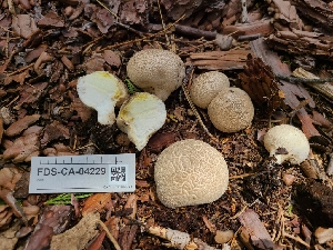  ( - FDS-CA-04229)  @11 [ ] by-nc (2024) Fresno Mycology Society Fungal Diversity Survey