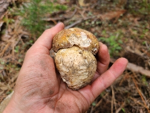  ( - FDS-CA-04231)  @11 [ ] by-nc (2024) Fresno Mycology Society Fungal Diversity Survey