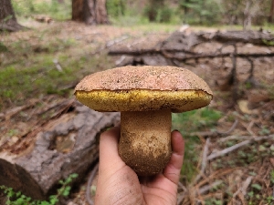  ( - FDS-CA-04231)  @11 [ ] by-nc (2024) Fresno Mycology Society Fungal Diversity Survey
