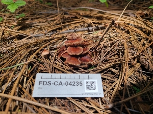  (Gymnopus sp. PNW01 - FDS-CA-04235)  @11 [ ] by-nc (2024) Fresno Mycology Society Fungal Diversity Survey