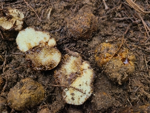  ( - FDS-CA-04236)  @11 [ ] by-nc (2024) Fresno Mycology Society Fungal Diversity Survey