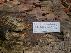  (Dacrymyces sp. MN01 - FDS-CA-04237)  @11 [ ] by-nc (2024) Fresno Mycology Society Fungal Diversity Survey