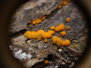  ( - FDS-CA-04237)  @11 [ ] by-nc (2024) Fresno Mycology Society Fungal Diversity Survey