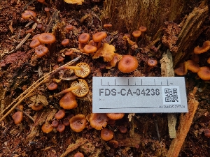  ( - FDS-CA-04238)  @11 [ ] by-nc (2024) Fresno Mycology Society Fungal Diversity Survey