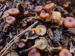  ( - FDS-CA-04238)  @11 [ ] by-nc (2024) Fresno Mycology Society Fungal Diversity Survey