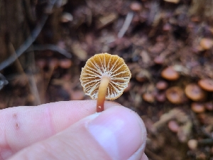  ( - FDS-CA-04238)  @11 [ ] by-nc (2024) Fresno Mycology Society Fungal Diversity Survey