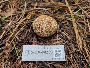  ( - FDS-CA-04239)  @11 [ ] by-nc (2024) Fresno Mycology Society Fungal Diversity Survey