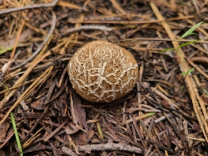  ( - FDS-CA-04239)  @11 [ ] by-nc (2024) Fresno Mycology Society Fungal Diversity Survey