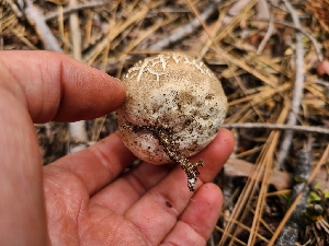  ( - FDS-CA-04239)  @11 [ ] by-nc (2024) Fresno Mycology Society Fungal Diversity Survey