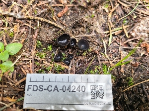  (Pseudoplectania sp. nigrella-CA01 - FDS-CA-04240)  @11 [ ] by-nc (2024) Fresno Mycology Society Fungal Diversity Survey